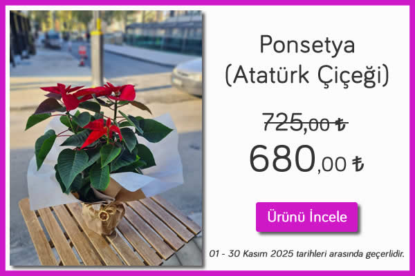 Ponsetya Atatürk Çiçeği 01-30 Kasım 2025 tarihleri arasında geçerlidir. Kütahya Çiçekçi