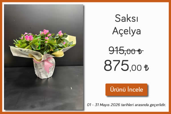 Saksı açelya 01-31 Mayıs 2026 tarihleri arasında geçerlidir. Kütahya Çiçekçi