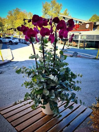 Dört Dal Mor Orkide