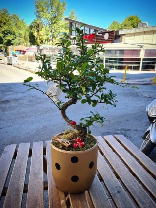 Seramikte Bonsai, Kütahya Melis Çiçek
