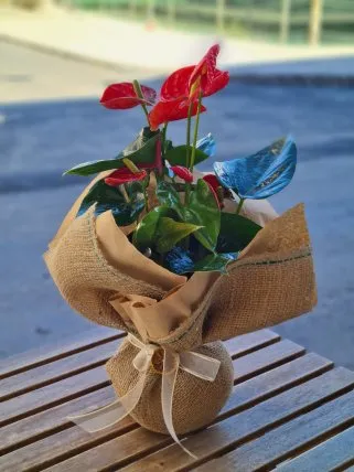 Anthurium (Antoryum)