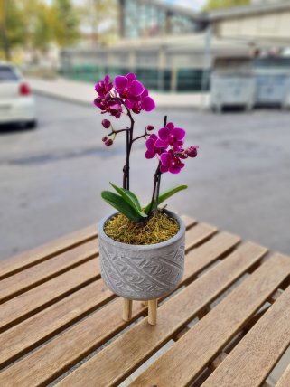 Seramikte Mini İki Dal Mor Orkide