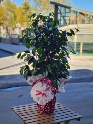 Ficus Benjamin Danielle - Kütahya Çiçekçi