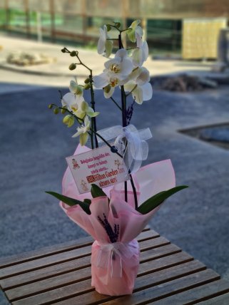 Özel Gün Çift Dal Beyaz Orkide - Kütahya Çiçekçi