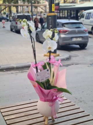 Pembe Süslemeli Orkide