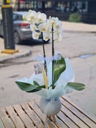 Mavi Süslemeli Orkide