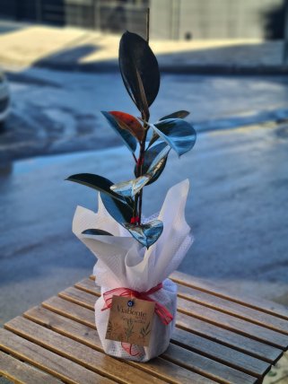 Kauçuk - Kütahya Çiçekçi