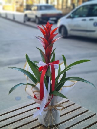 Guzmania (Guzmanya)