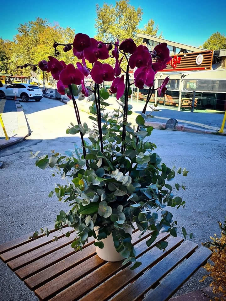 Dört Dal Mor Orkide