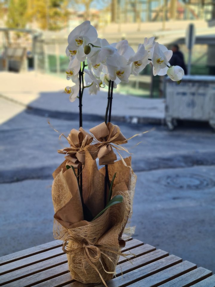 Beyaz Çift Dal Orkide, Kütahya Çiçekçi