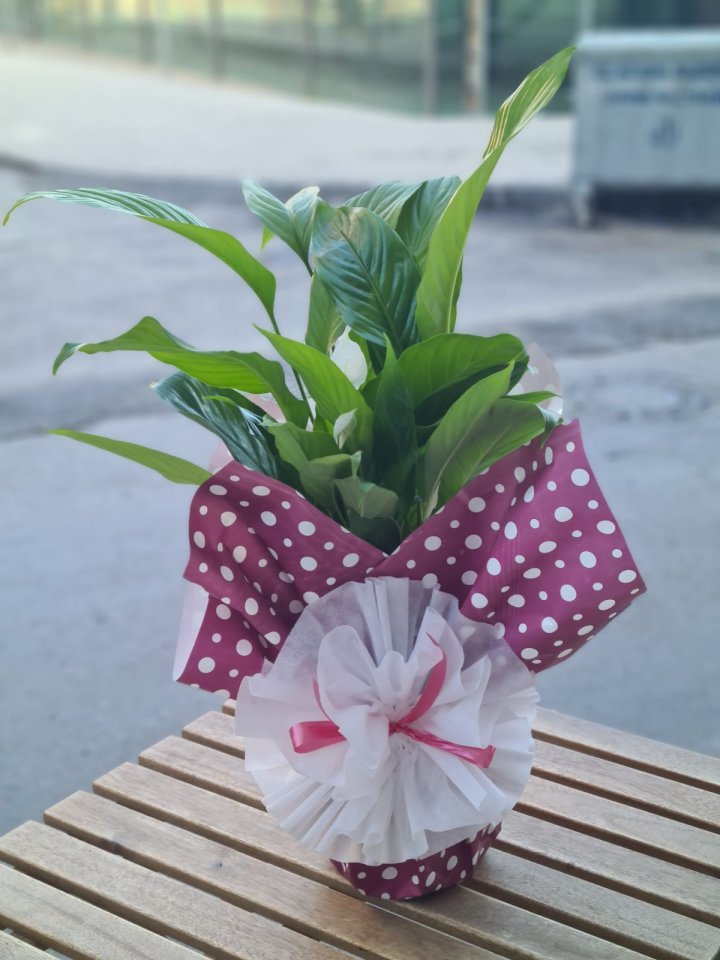 Spatifilyum - Kütahya Çiçek