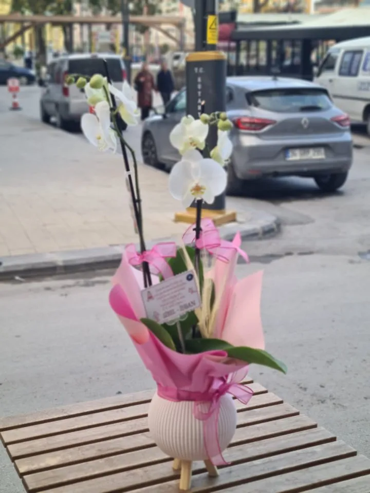 Pembe Süslemeli Orkide