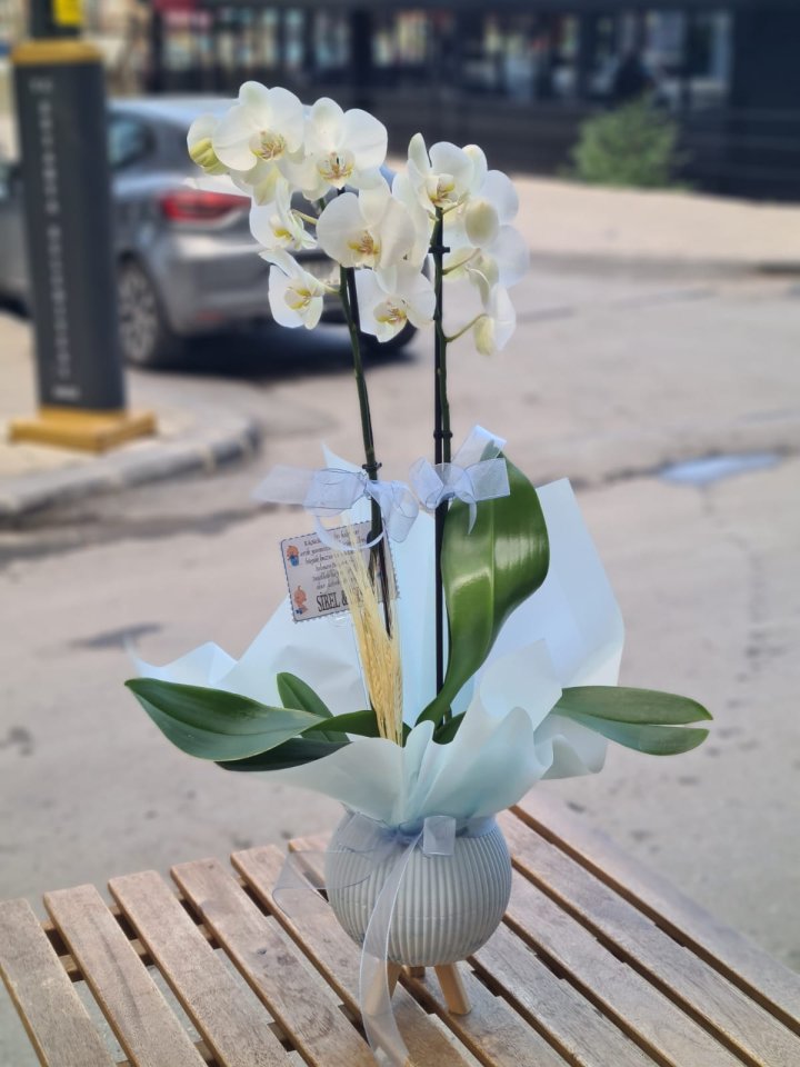 Mavi Süslemeli Orkide