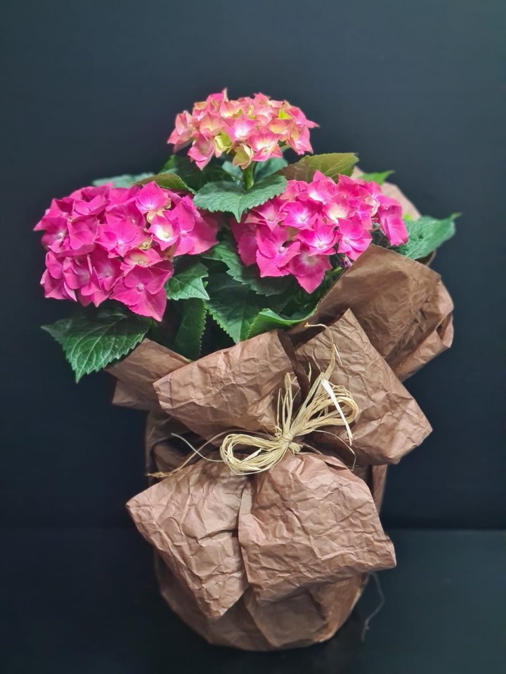 Renkli Ortanca Çiçeği, Kütahya Melis Çiçek