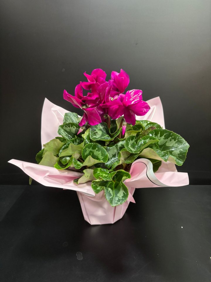 Sıklamen (Tavşan Kulağı) Çiçeği, Kütahyada Çiçekçi