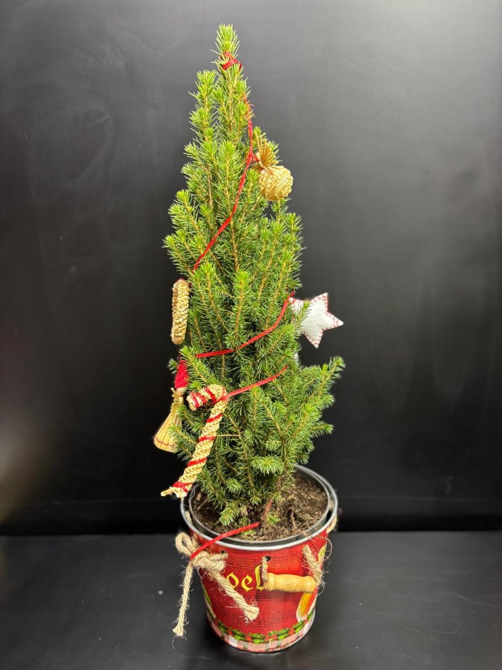 Noel Saksılı Çam Ağacı, Çiçekçi Kütahya