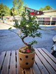 Çiçekçi - Seramikte Bonsai