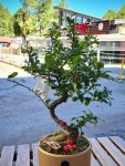 Çiçekçi - Seramikte Bonsai
