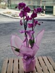Çiçekçi - İki Dal Mor Orkide