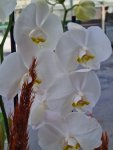Çiçekçi - 4 Dal Beyaz Orkide ve Kazablankalar