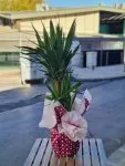 Çiçekçi - 2 li Yucca Çiçeği