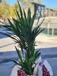 Çiçekçi - 2 li Yucca Çiçeği
