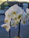 Çiçekçi - Beyaz Çift Dal Orkide