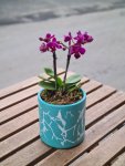 Çiçekçi - Turkuaz Seramikte Mini Orkide
