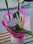 Çiçekçi - Pembe Süslemeli Orkide