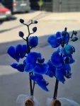 Çiçekçi - Seramikte Mavi Orkide