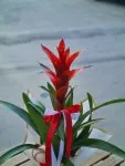 Çiçekçi - Guzmania (Guzmanya)