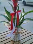 Çiçekçi - Guzmania (Guzmanya)