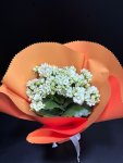 Çiçekçi - Kalanşo Çiçeği